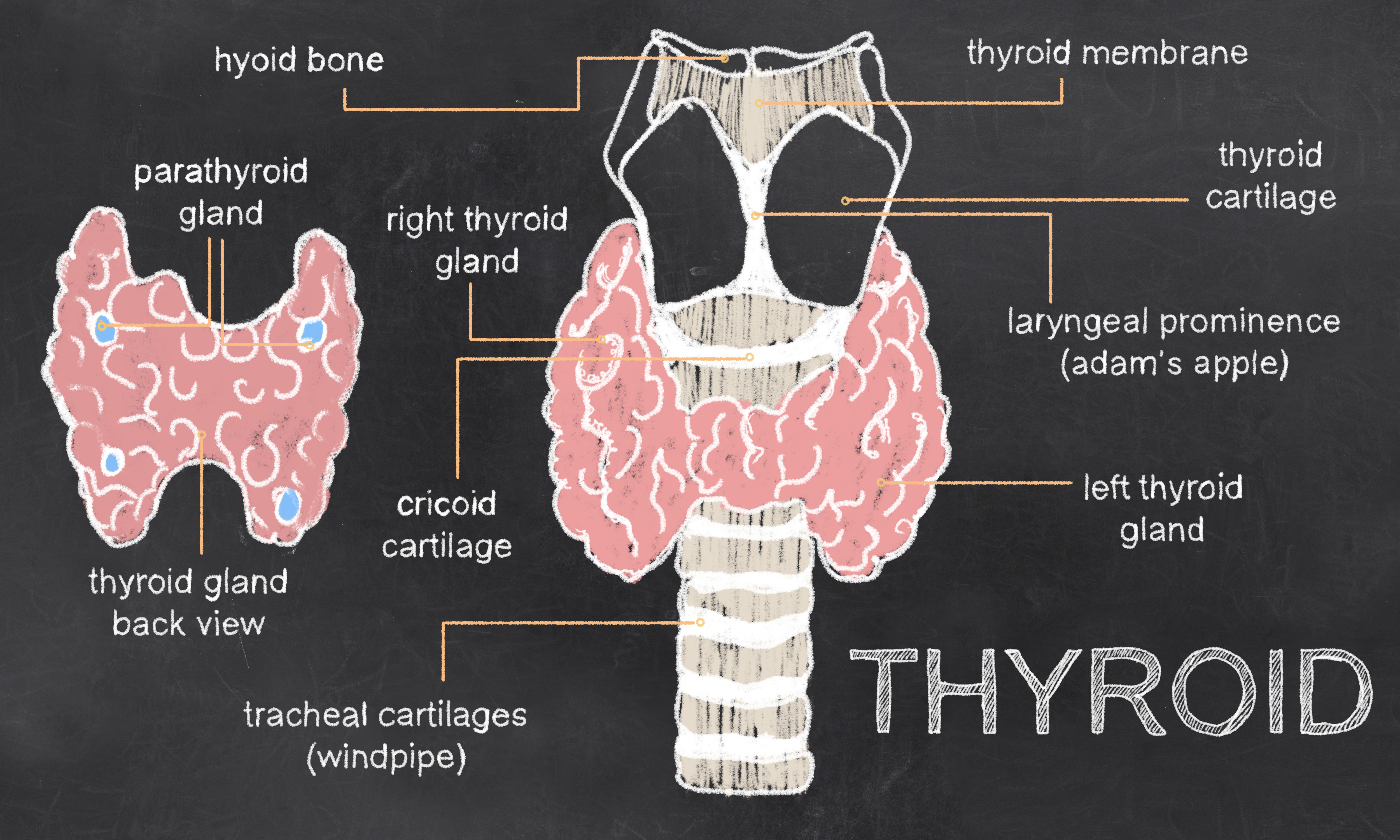 Thyroid Function: 101
