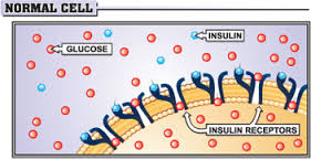 insulin receptors